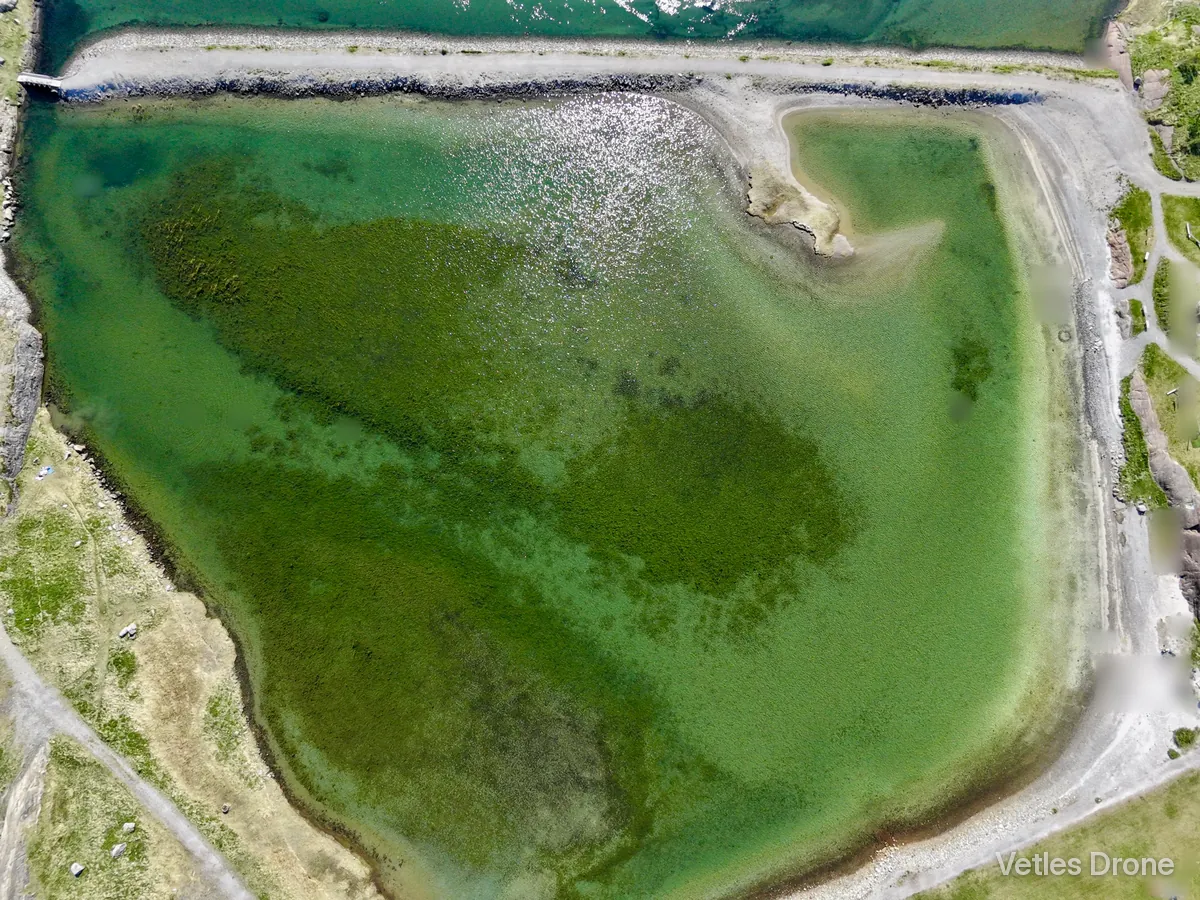 Grunt og klart grønt vann i en bukt med molo, strand og tang, fotografert rett ovenfra en sommerdag